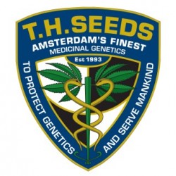 T.H.Seeds - Regular semena konoplje