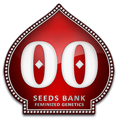 00 Seeds - Autoflower semena konoplje