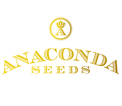 Anaconda Seeds - Feminizirana semena konoplje