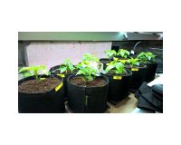 Fabric Pot vaza 225 L