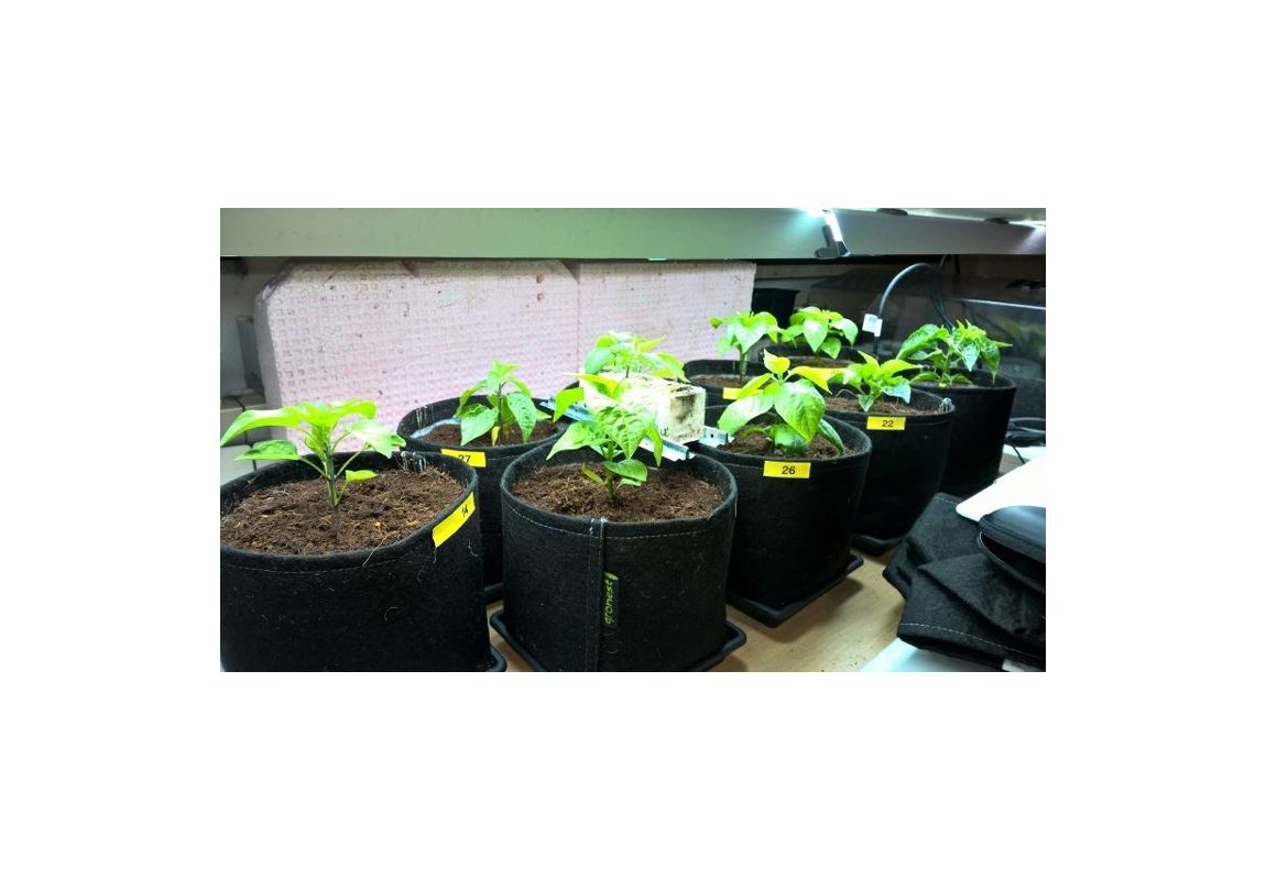 Fabric Pot vaza   2 L