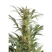 Amnesia XXL Autoflowering - 100 semen