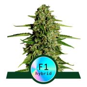 Medusa F1 Hybrid Automatic