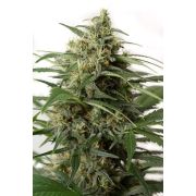 Moby Dick XXL Autoflowering - 100 semen