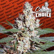 L.A. Amnesia - 50 semen