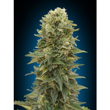 Auto Afghan Mass XXL - 5 seeds