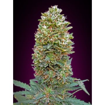 Auto Bubble Gum XXL - 5 semen