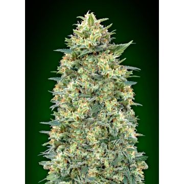 Auto White Widow XXL - 5 semen