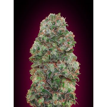 Bubble Gum - 5 semen