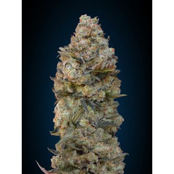 Chocolate Skunk - 5 semen