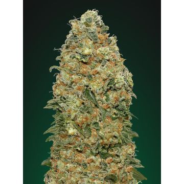 White Widow - 5 semen