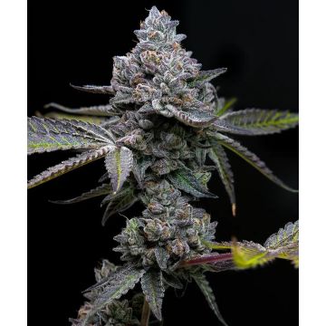 Barney’s Farm Apple Fritter - 5 semen