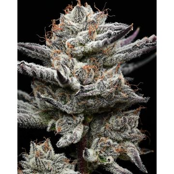 Barney’s Farm x Backpackboyz Black Cherry Gushers - 5 semen