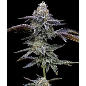 Barney’s Farm Blue Dream - 5 semen
