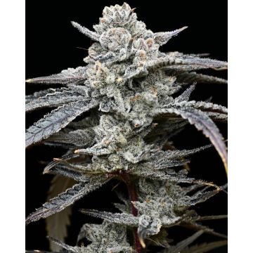Barney’s Farm x Backpackboyz Lemon Cherry Gelato - 5 semen