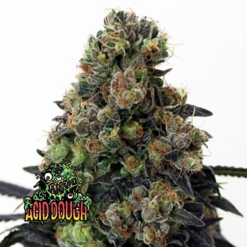 Acid Dough