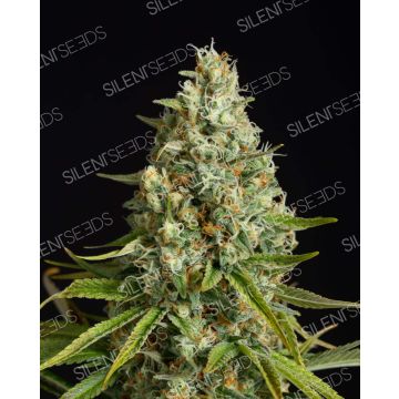 Amnesia Lemon