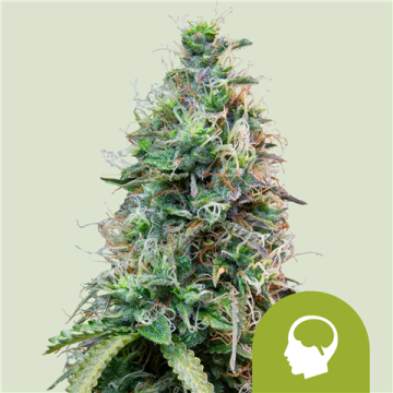 Amnesia Haze Automatic