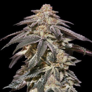 Auto Apple Bananas - 5 semen