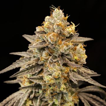 Auto Biscotti Zkittlez - 5 semen