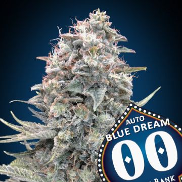 Auto Blue Dream - 5 semen