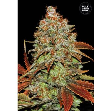Auto Bubblegum Extra