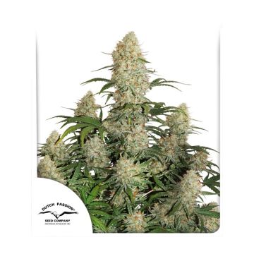 Auto Critical Orange Punch - 7 semen
