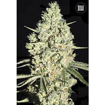 Auto Critical