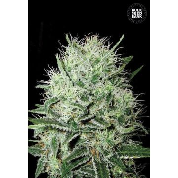 Auto Devil's Kiss