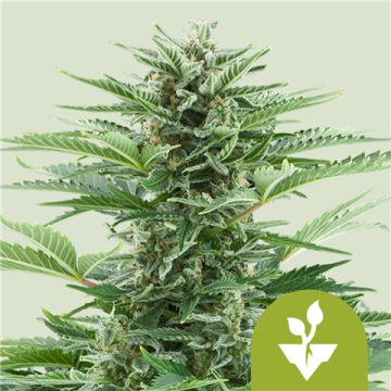 Easy Bud Automatic