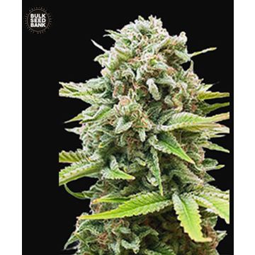 Auto Guerilla Glue
