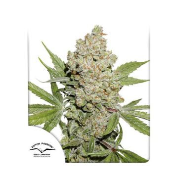 Auto Lemon Kix Dutch Passion