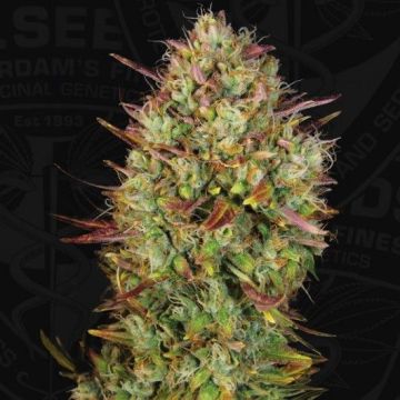 Auto MK-Ultra