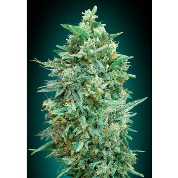 Auto Northern Lights XXL - 5 semen