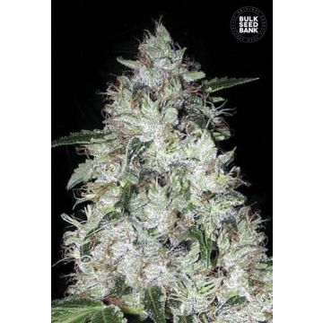 Auto OG Kush
