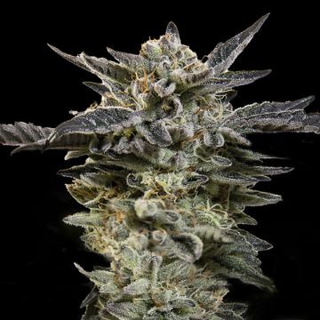 Auto Oreoz - 5 semen
