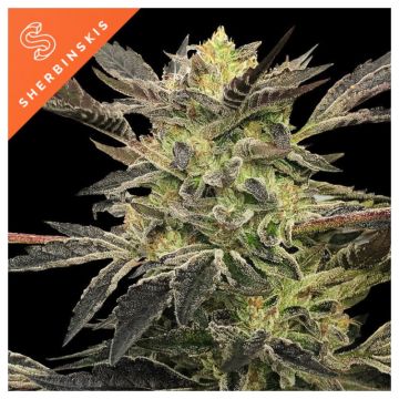 Pink Sunset Auto By Sherbinskis