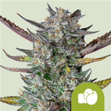 Purple Punch Automatic