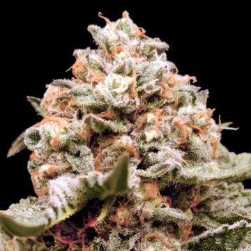 Auto Rainbow Mints - 5 semen