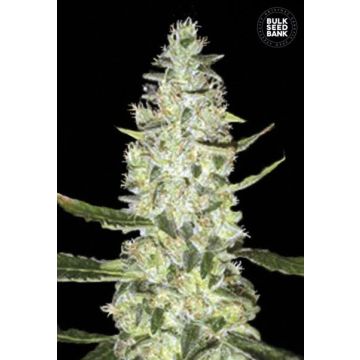 Auto Special Skunk