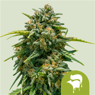 Sweet Skunk Automatic 