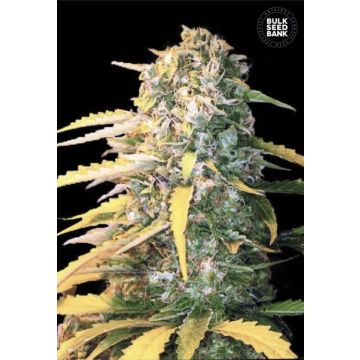 Auto White Widow