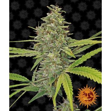 Barney’s Farm G13 Haze - 5 semen