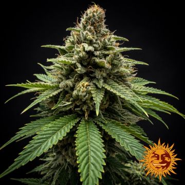 Barney's Farm x Dr Greenthumb's Insane OG - 5 semen