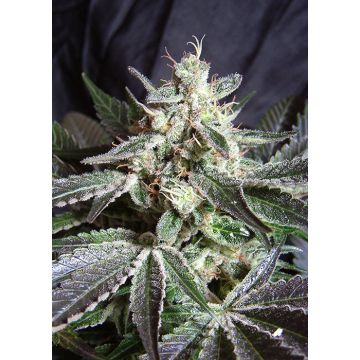 Black Jack
