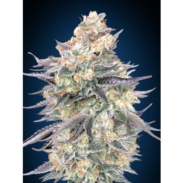 Blue Dream - 5 semen