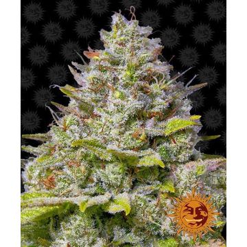 Barney’s Farm Blue Gelato 41 - 5 semen