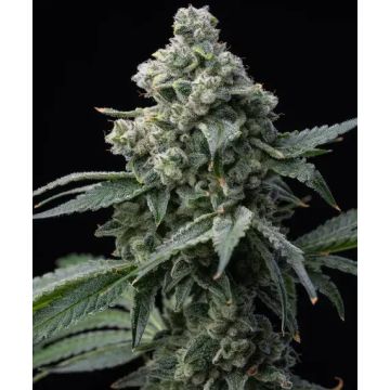 Barney’s Farm Bruce Banner - 5 semen