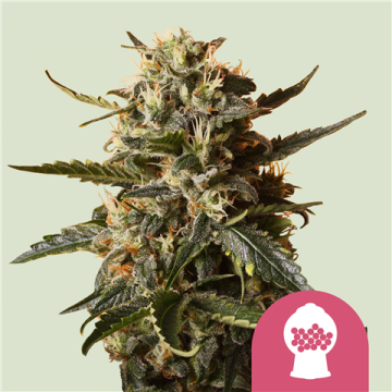Bubblegum XL 