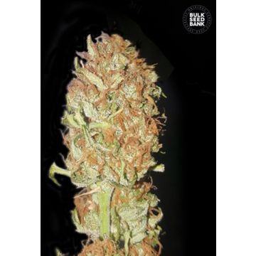 Auto Psychedelic
